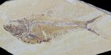 Diplomystus Fossil Fish - Wyoming #59424-1